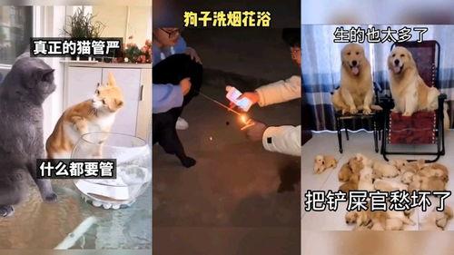 恶搞爆料配音视频,笑料百出，揭秘幕后花絮